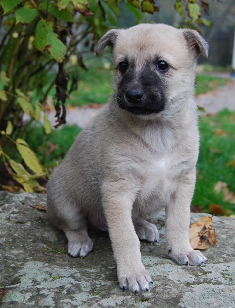 Kennel Chanco - Urhundskenneln Canaan Dog(Kanaan Hund)