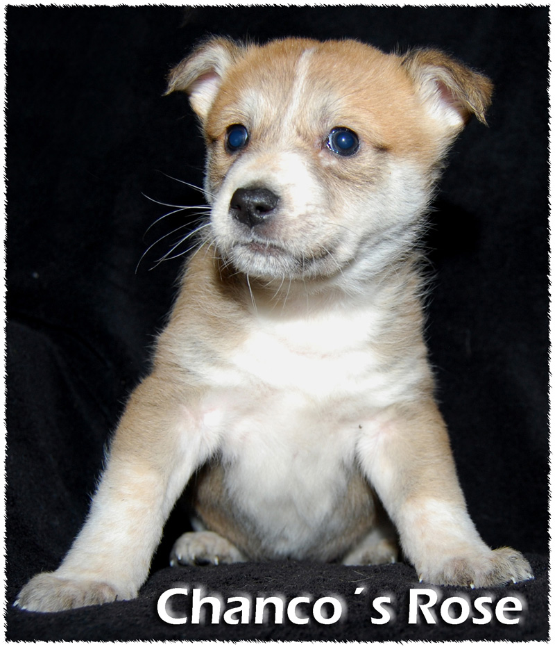 kennel Chanco urhundskenneln Canaan Dog(Kanaan hund)