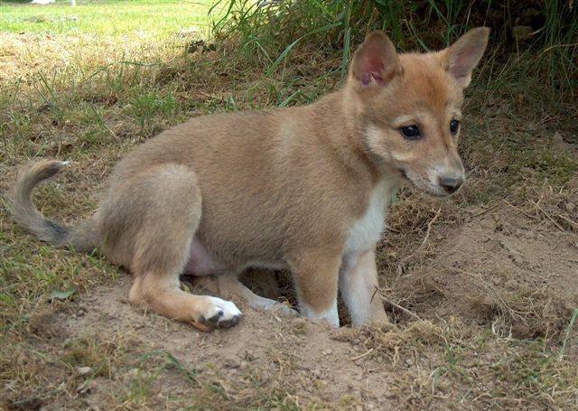kennel Chanco - primitive dogs, Canaan Dog