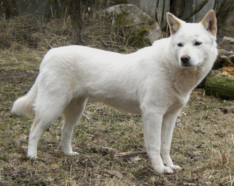 korean jindo puppy jindo quotes korean jindo puppy jindo quotes
