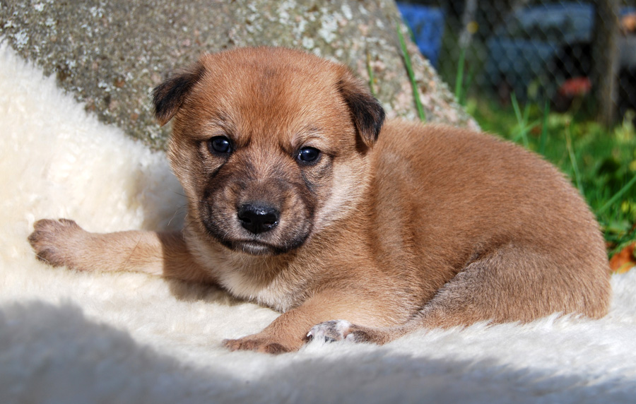 kennel Chanco urhundskenneln Canaan Dog(Kanaan hund)