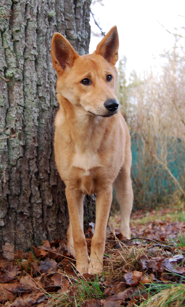 Kennel Chanco - Urhundskenneln Canaan Dog(Kanaan Hund)